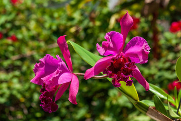 Orquídeas IMG_0423