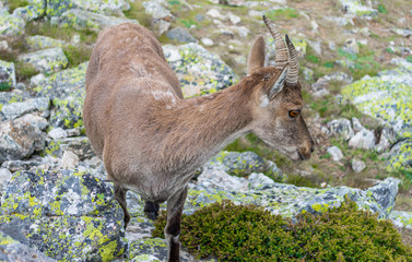 Spanish wild goats at La Pediza, Mountains of Madrid, Spain