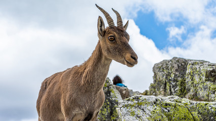 Spanish wild goats at La Pediza, Mountains of Madrid, Spain