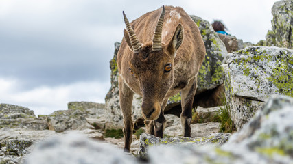 Spanish wild goats at La Pediza, Mountains of Madrid, Spain