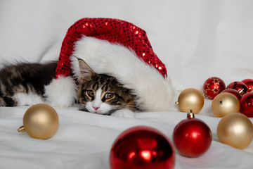 Maine Coon Kitten Santa Claus