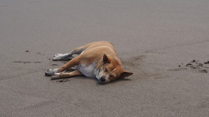 Happy free dog on beach