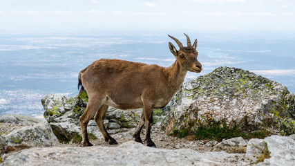 Spanish wild goats at La Pediza, Mountains of Madrid, Spain