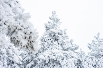 Winter snowy landscape