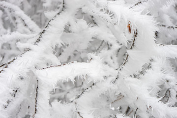 Winter snowy landscape