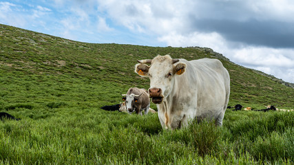 Fototapeta na wymiar Free Cows at La Pediza, Mountains of Madrid, Spain