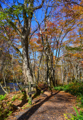 Fototapeta premium Autumn scenery of Oirase Gorge, Japan