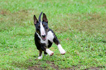 Mini bull terrier running in the grass