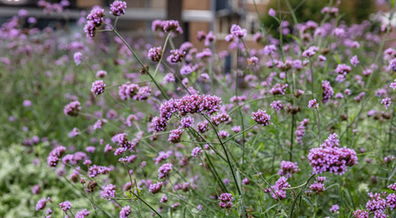 Verbena or purpletop vervain blossoms meadow background