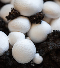 Button mushrooms in the ground