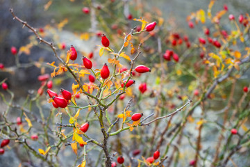 Autumnal garden with rose hips