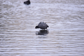 gallinule poule d'eau qui commence a courir sur l'eau 