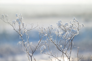 closeup grass in a snow, winter prairie background