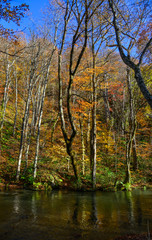 Autumn scenery of Oirase Gorge, Japan