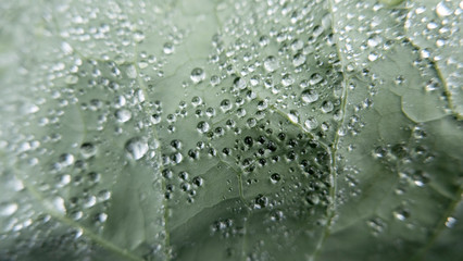 Broccoli plant leaf with water drops, macro ideal for background