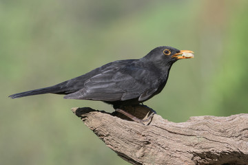 Amsel (Turdus merula) Blackbird