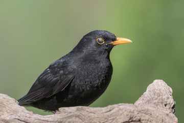 Nickhaut bei Amsel (Turdus merula) Blackbird