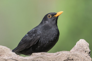 Amsel (Turdus merula) Blackbird