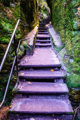 old steps at a forest