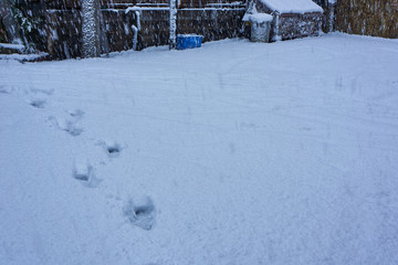 雪原の足跡