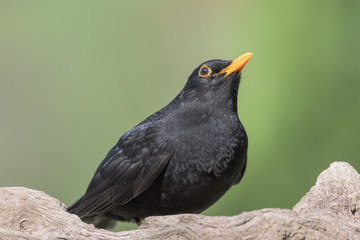 Amsel (Turdus merula) Blackbird