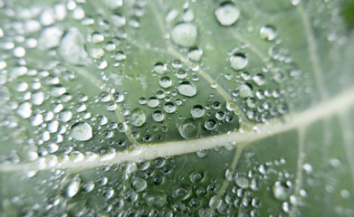 Broccoli plant leaf with water drops, macro ideal for background