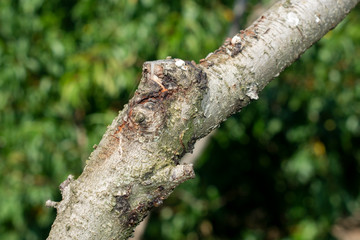 diseased bark and trunk of a peach and nectarine tree. Close-up macro, rot and garden pests