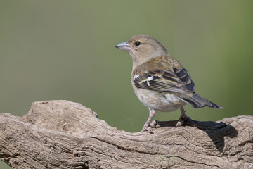 Buchfink (Fringilla coelebs)