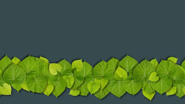 Green leaves frame
