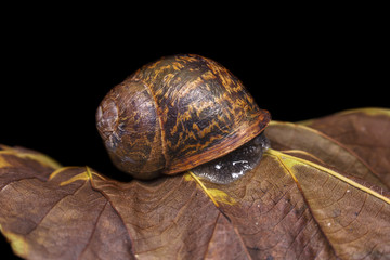 Big snail on a dry, beautiful bright colorful autumn leaf, close up shot