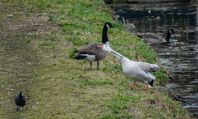oiseau faune   couple d'oies sauvages sortant de l'eau 