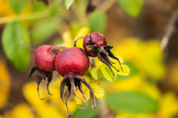 Rosa rugosa orange rosehips and yellow leaves in late autumn