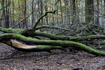 Foret de Rambouillet
