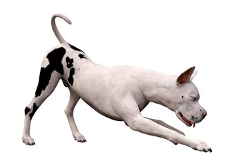 Obraz na płótnie Canvas 3D Rendering Grat Dane Dog on White