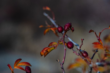 Autumnal garden with rose hips