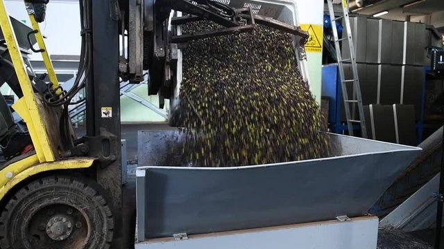 Harvested olives loaded to press hopper in olive oil mill in Puglia, Italy, Olives hopper. Olive oil extraction plant. Oil press mill. Olive oil production process in Puglia, Salento, Italy