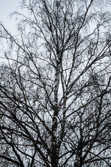 Birch tree silhouette on an autumn sky background