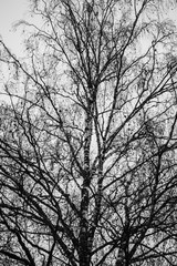 Birch tree silhouette on an autumn sky background