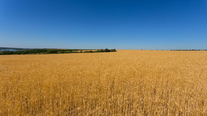 beautiful golden wheat field  under a blue sky, agricultural summer background
