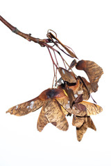 Autumn. Ripe seeds on a maple tree branch.
