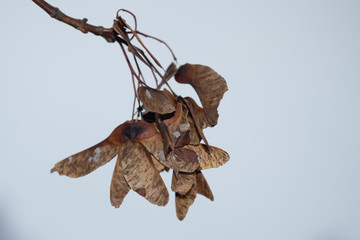 Autumn. Ripe seeds on a maple tree branch.