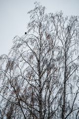 Birch tree silhouette on an autumn sky background
