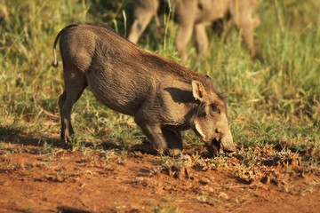 The common warthog (Phacochoerus africanus)  feeding on the green grass.