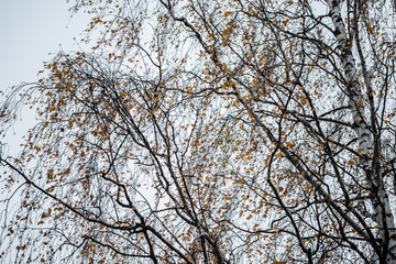 Birch tree silhouette on an autumn sky background
