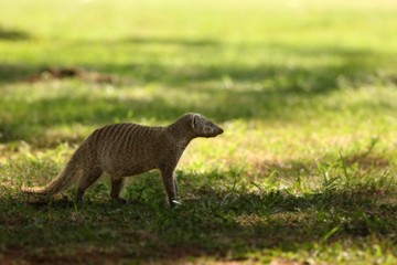 The banded mongoose (Mungos mungo) running on the green grass in the trees shade.