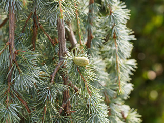 Cedrus atlantica 'Glauca pendula' | Branches retombantes et décoratives du cèdre de l'Atlas pleureur