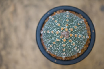 Astrophytum Asterias cactus in flower pot
