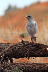 The southern pale chanting goshawk (Melierax canorus) sitting on the branch and watching around.