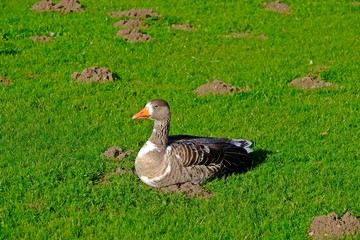 Greylag goose sitting on bright green grass.