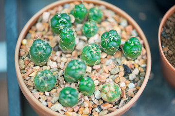 Coryphantha Elephantidens cactus in flower pot